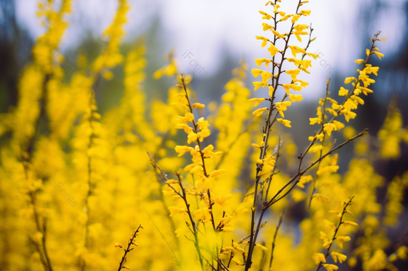 蓝天下的春天里盛开的花色迎春花,高清,摄影图,摄影图片,图片大全,摄影图免费下载
